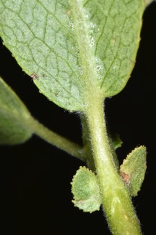 Saluix - salicoid teeth with glands at vein ends, and stipules (also with glands at veins terminating along margin)