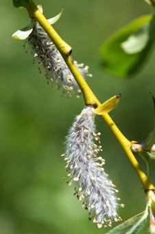 Salix - male catkins