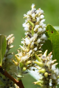 Salix - female catkins