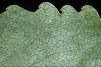 Populus - Cottonwood leaf margin with salicoid teeth