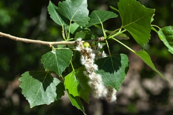Cottonwood capsules