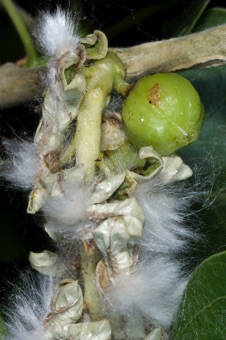 Cottonwood capsule, closer view