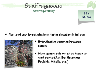 Saxifragaceae1.png