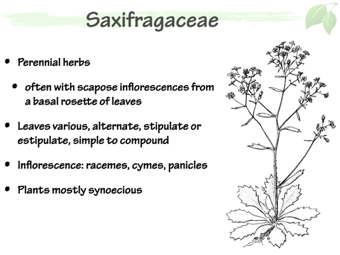 Saxifragaceae3.png