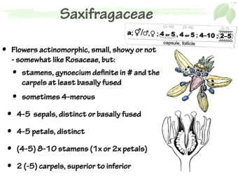 Saxifragaceae4.png