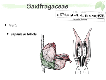 Saxifragaceae5.png