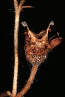 Saxifraga fruit