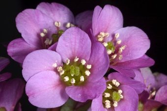 Berginia
