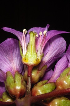 Berginia - short hypanthium