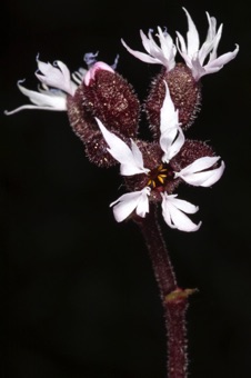 Lithophragma