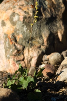 Heuchera parvifolia