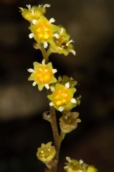 Heuchera parvifolia