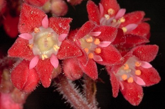 Cultivated Heuchera (coral bells)