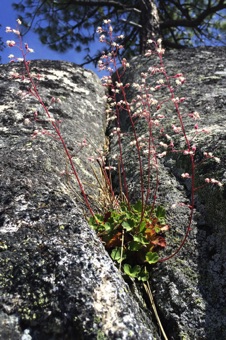 Heuchera