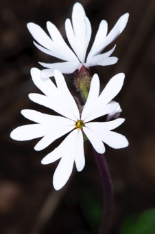 Lithophragma parviflorum
