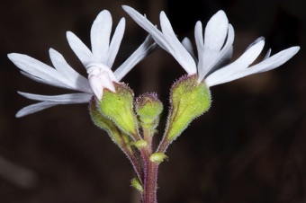 Lithophragma parviflorum; Saxifragaceae have a hypanthium, and this species has wholly or nearly wholly inferior ovary