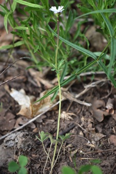 Lithophragma parviflorum