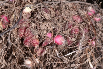 Lithophragma parviflorum, roots with asexual bulblets