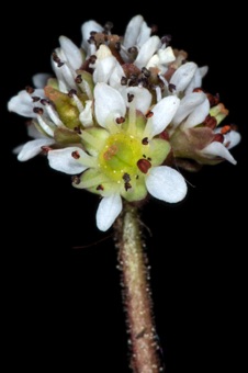 Saxifraga rhomboides