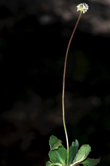 Saxifraga rhomboides