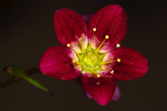 cultivated Saxifraga