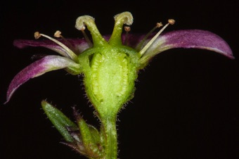 cultivated Saxifraga