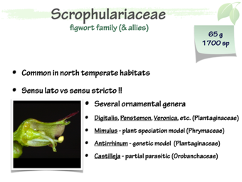 Scrophulariaceae1.png