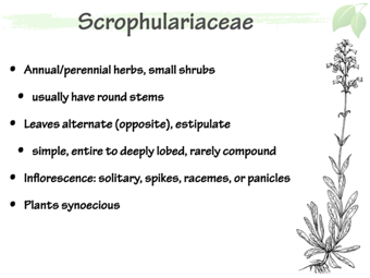 Scrophulariaceae2.png