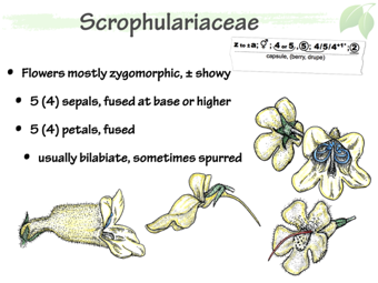 Scrophulariaceae3.png