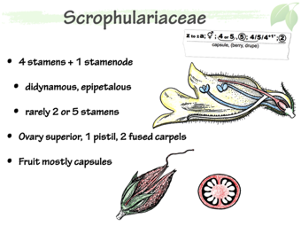 Scrophulariaceae4.png