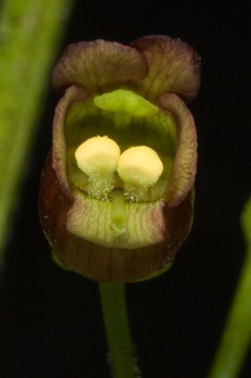 Scrophularia