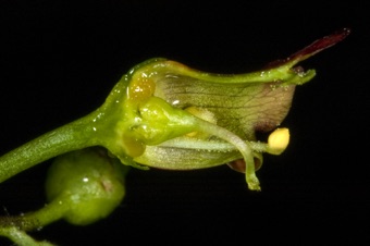 Scrophularia