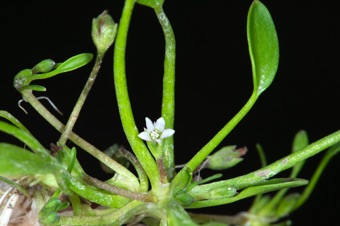 Limosellia