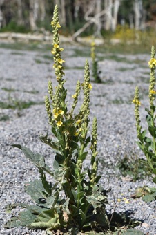 Verbascum thapsus