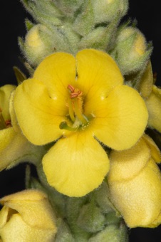 Verbascum thapsus