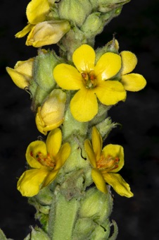 Verbascum thapsus