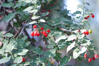 Solanum dulcamara - carries the name 'Christmas cherry' but fruits are poisonous