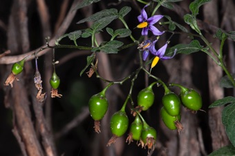 Solanum dulcamara