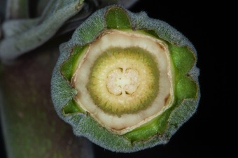 Section through Jimson weed ovary