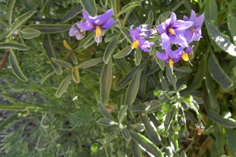 Solanum - Chile