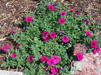 Cutivated Petunia hybrid
