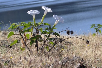 Datura - Jimson weed
