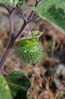 Jimson weed fruit