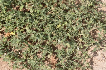 Solanum triflorum