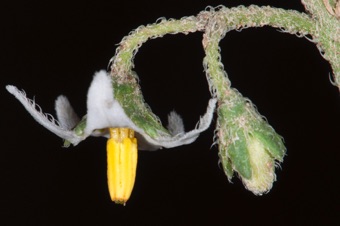 Solanum triflorum