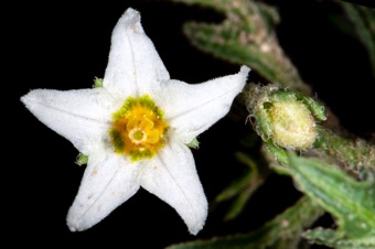 Solanum triflorum