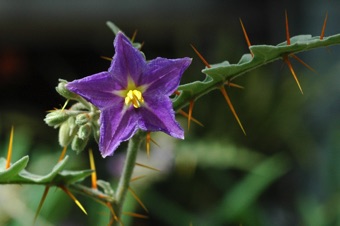 Solanum pyricantha