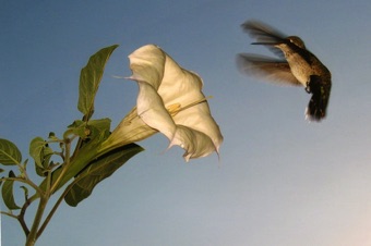 Datura