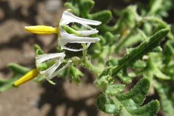 Solanum - Argentina