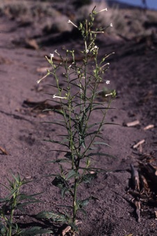 Native Nicotiana